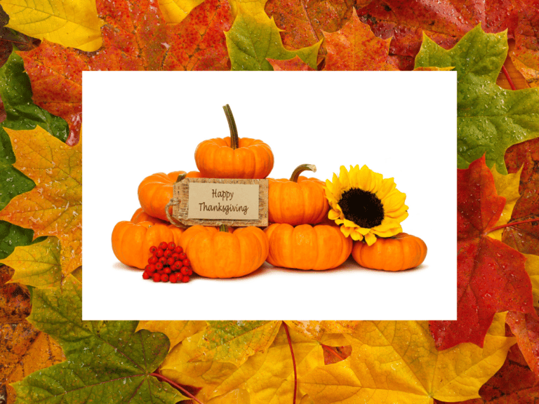 pumpkins piled together with sunflower, leaves in background
